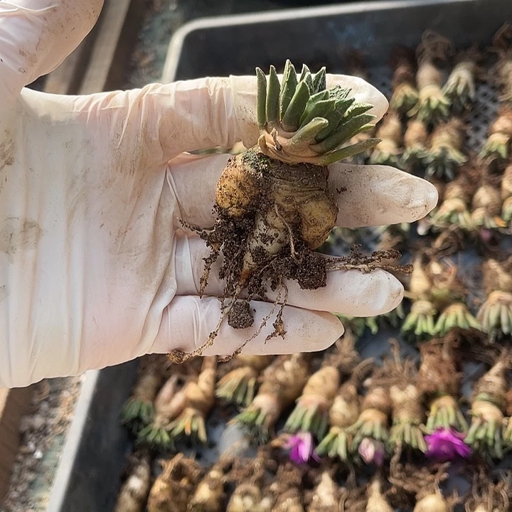 实生黑牡丹特价不退换货