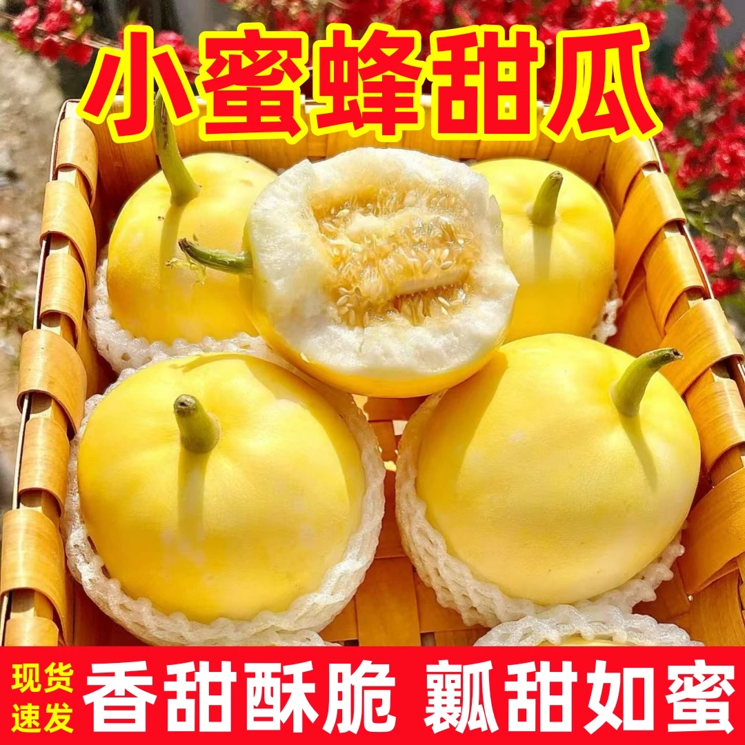 【头茬】山东小蜜蜂蜜罐甜瓜现摘现发头茬小香瓜脆甜当季新鲜水果