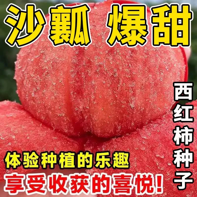 【买2送1】毛粉番茄种子圣女果西红柿种子四季蔬菜阳台盆栽种子