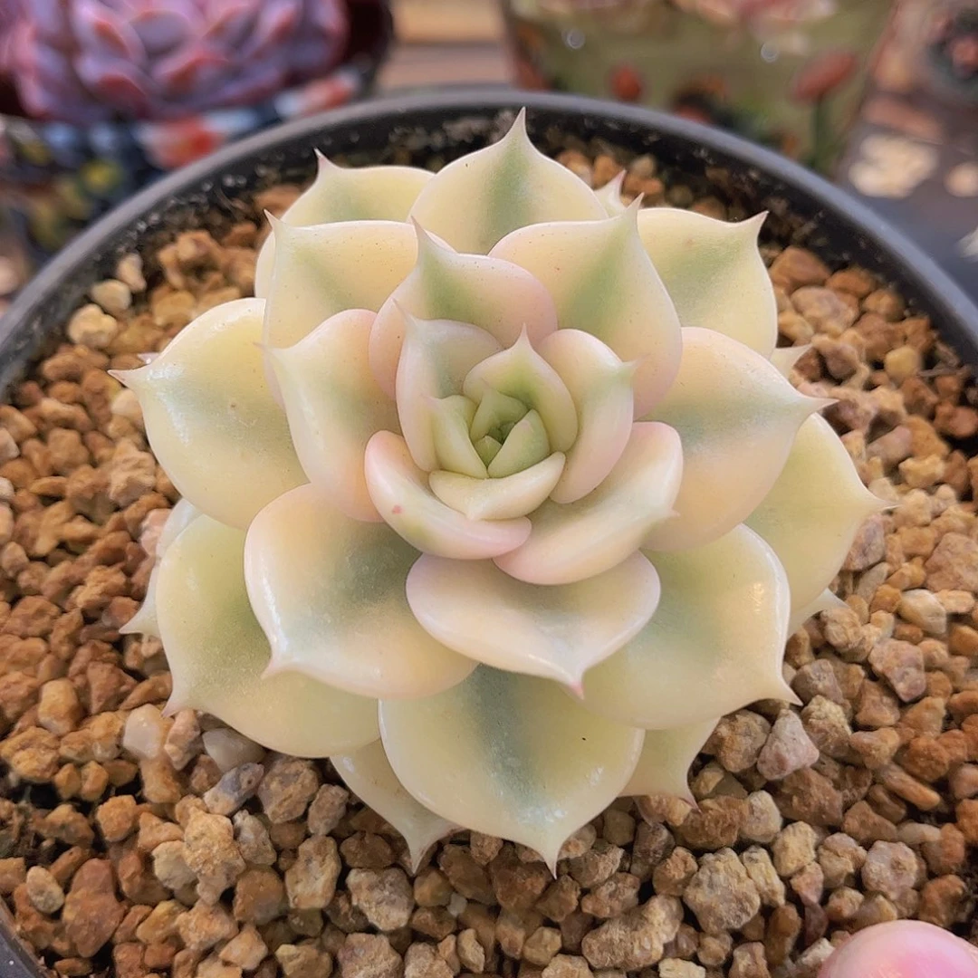 韩版贝加尔湖锦多肉