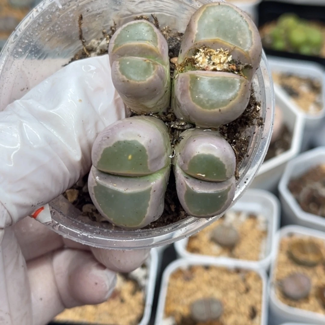 多肉植物一物一拍39