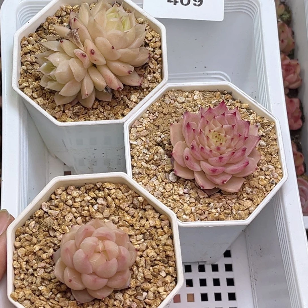 409 新疆西藏内蒙不发货