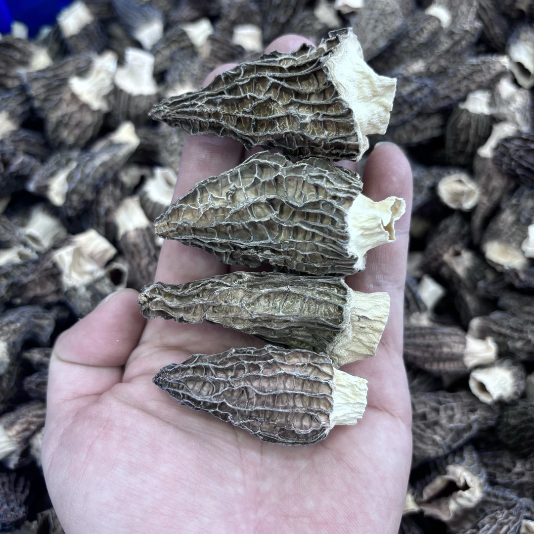 精选靓货 厚肉羊肚菌 新货 煲汤好香
