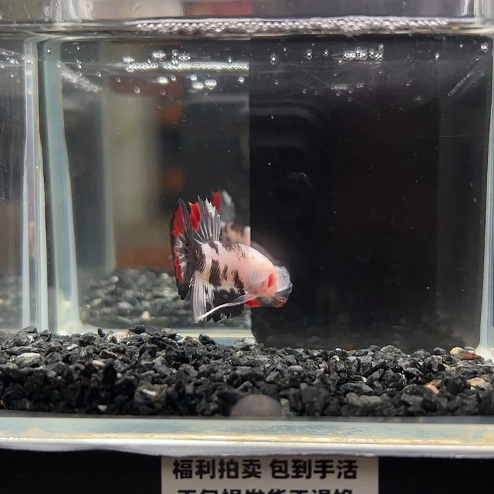 斗鱼满30包邮11日13