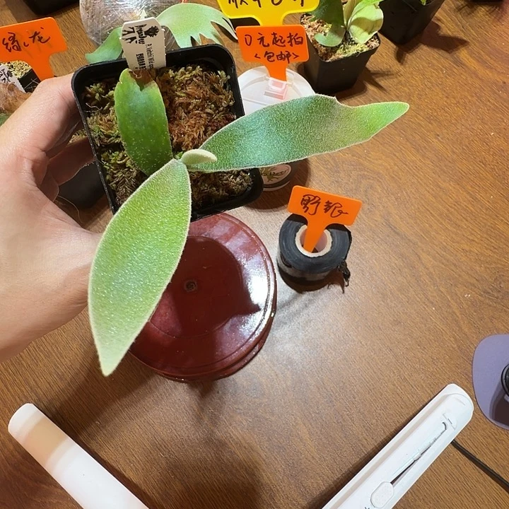 无花朵鹿野直播间竞拍野银