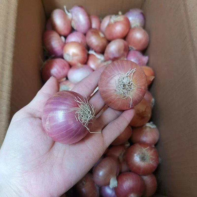迷你小洋葱2025新上市正宗小葱头单粒圆葱珠干香葱头红葱头毛葱