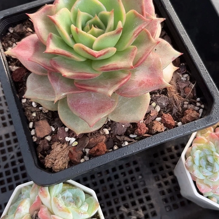 叶***桐玫瑰57799@jjkkkloojk