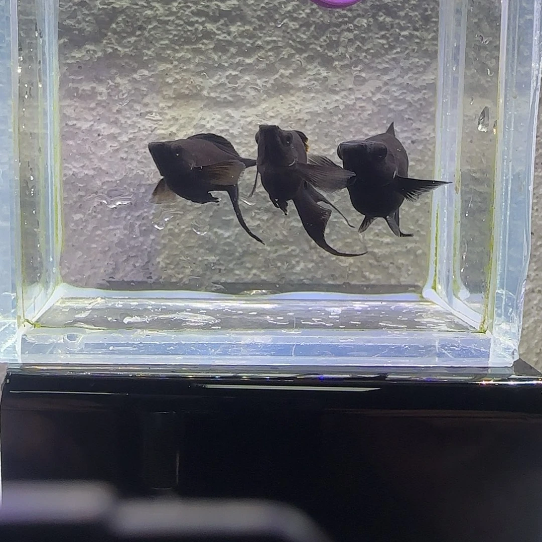 孔雀鱼越南黑玛丽。69号