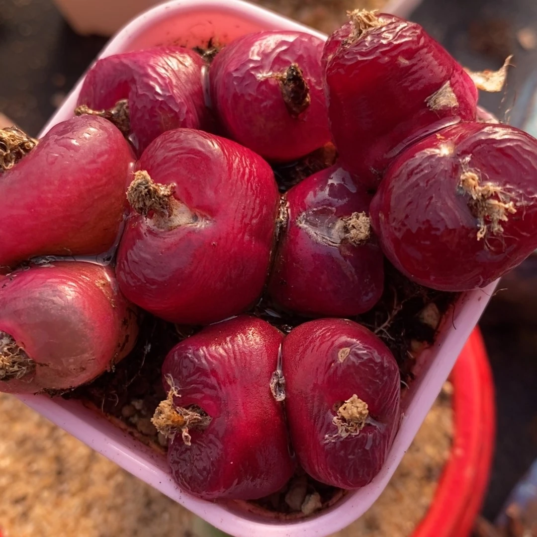 1010红蟠桃双头一组