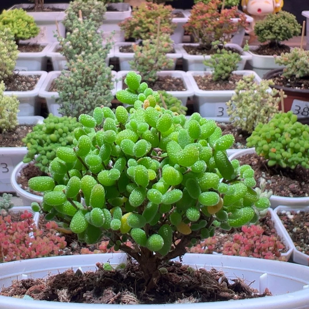 J360金桔带盆土发货一物一拍