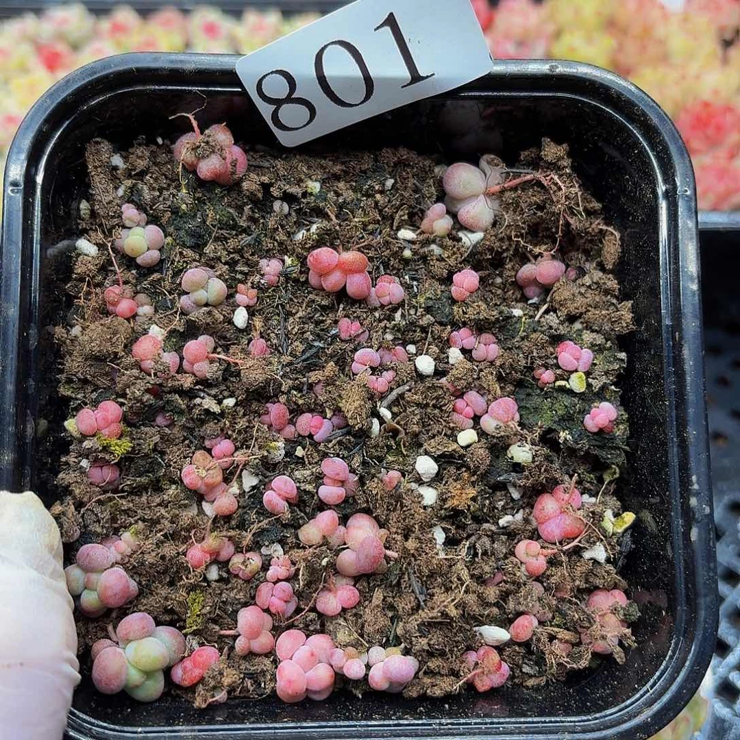 多肉植物多肉植物801