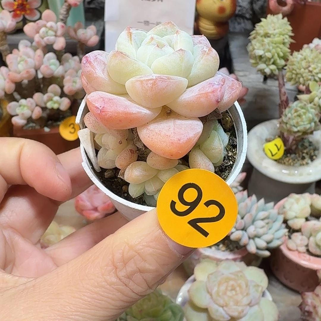92脱土不包整哈哈