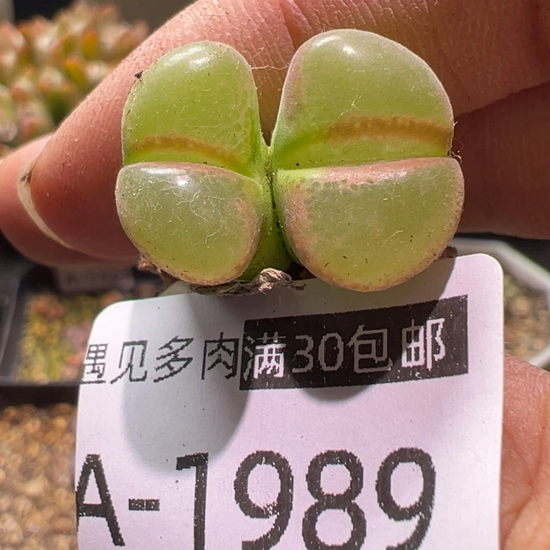 多肉植物1111111111111111111