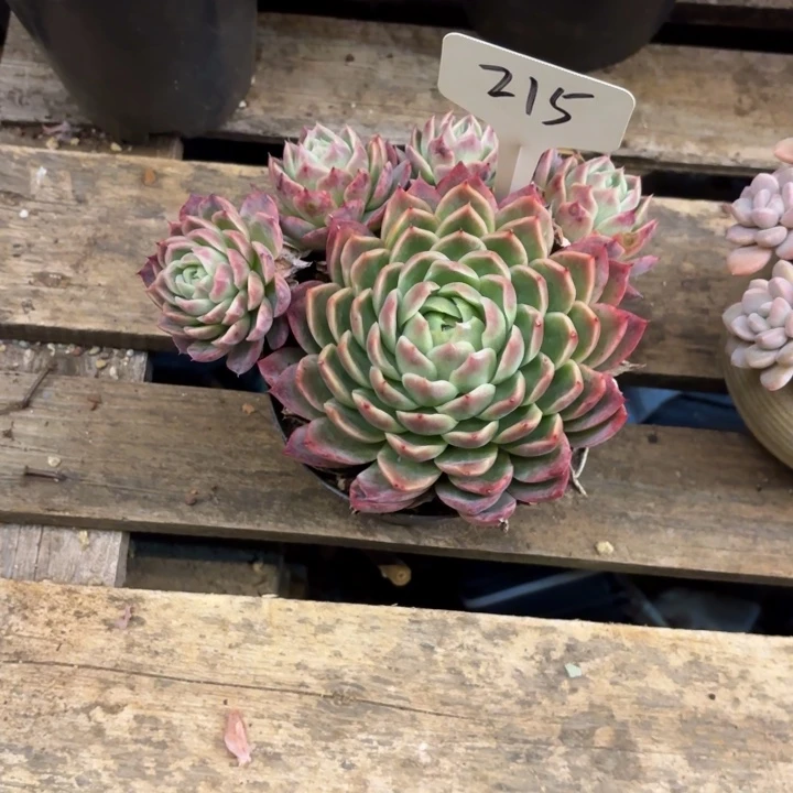 木***木多肉植物，红女巫215号