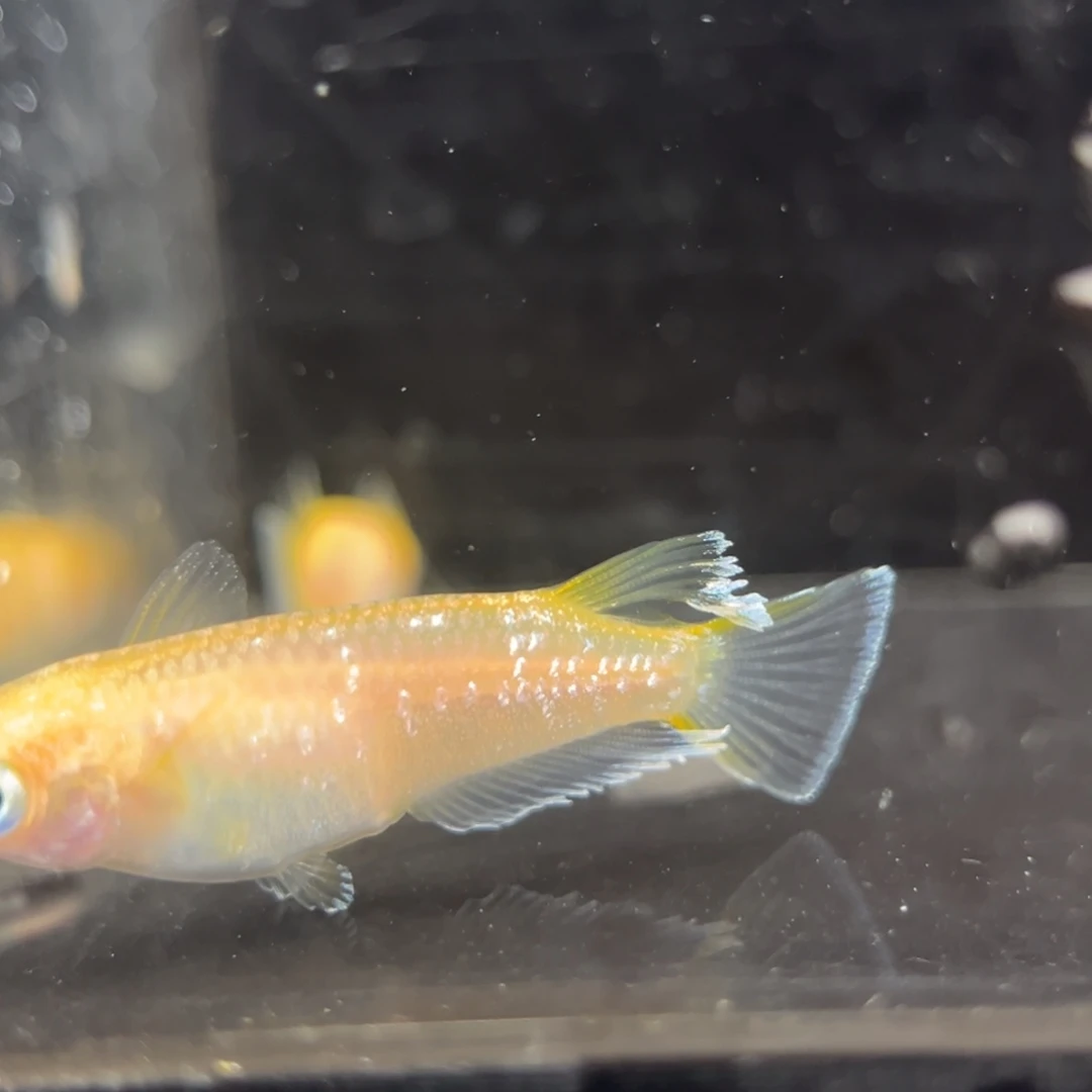 青鳉鱼276酥油灯一对