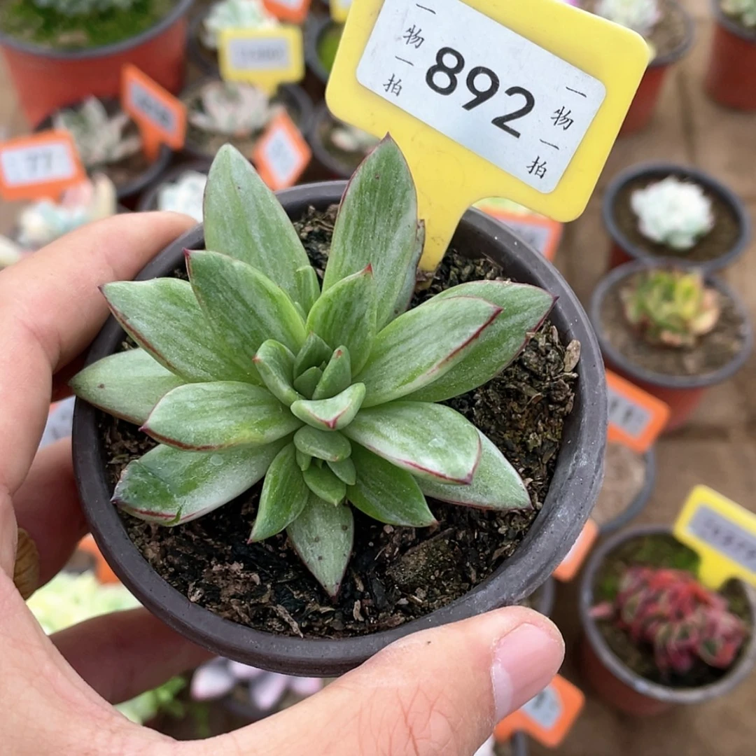 【闪购商品】892号