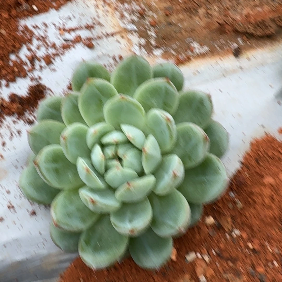 21-13雪花珍妮一颗量拍