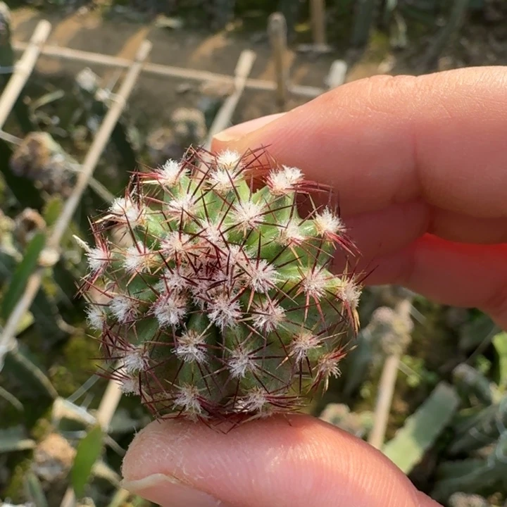 206青花虾歪3公分左右无根侧牙，20包邮