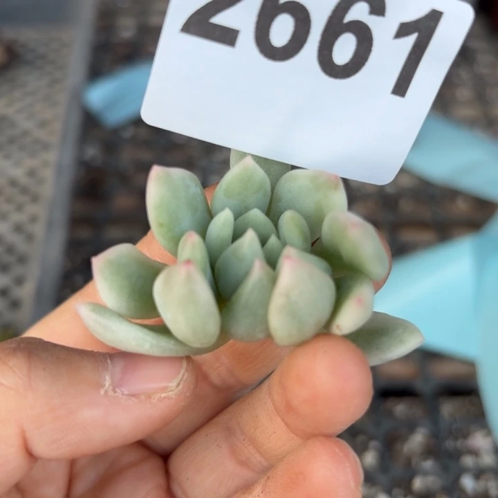 头盖锦无根当天次单满18包邮