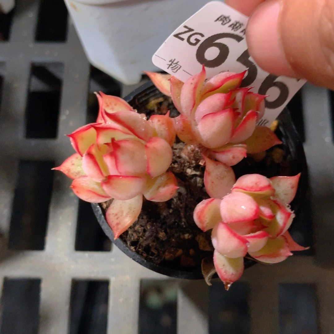 5CM拇指盆精控多肉ZG656