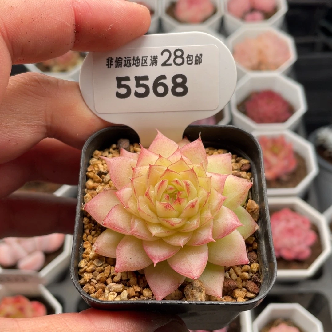 翡翠5568-5.5厘米