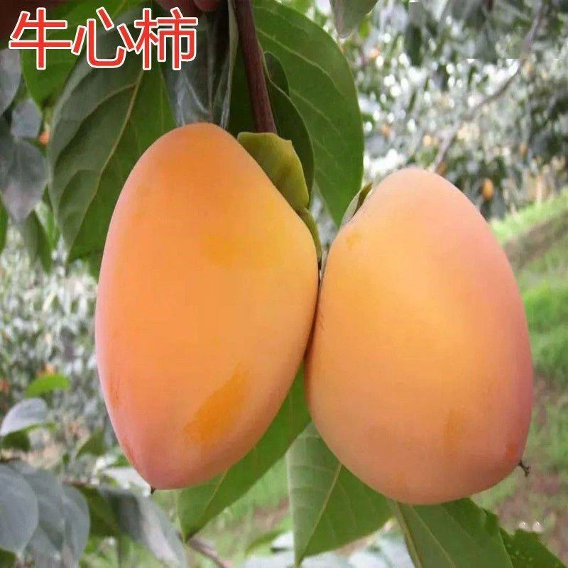 正宗牛心柿子树苗富平尖柿子苗嫁接柿苗地栽苗南北方种植当年结果