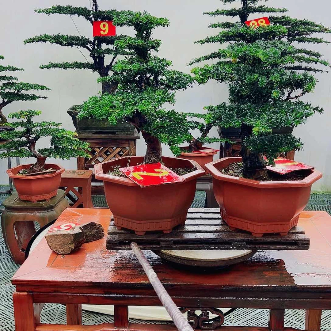 不开花植物罗汉松