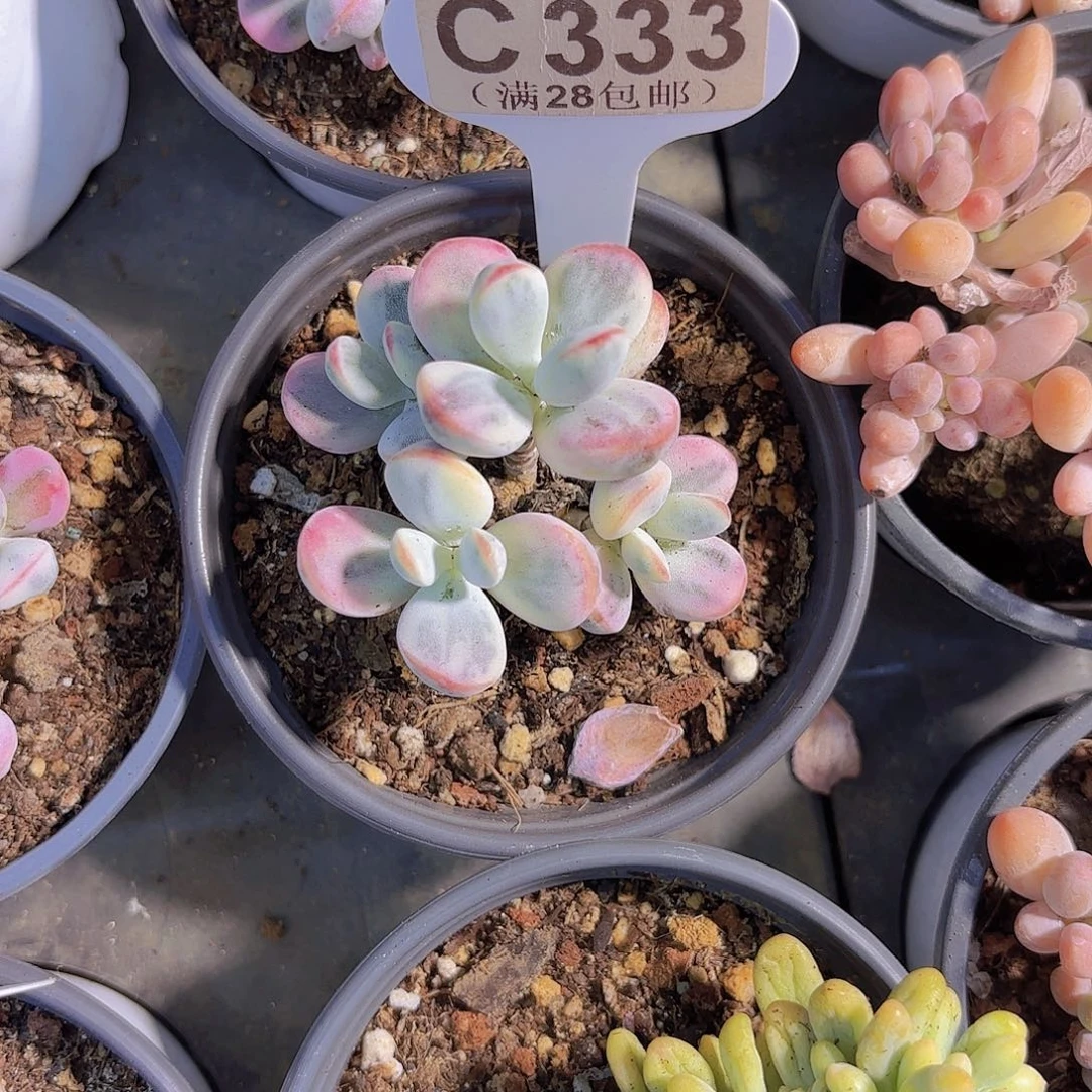 C333乒乓锦一物一拍