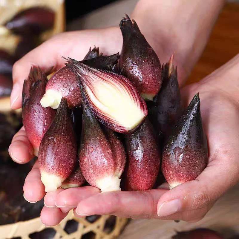 优【洋荷】湘西农家头茬洋荷姜现摘鲜嫩脆爽可凉拌