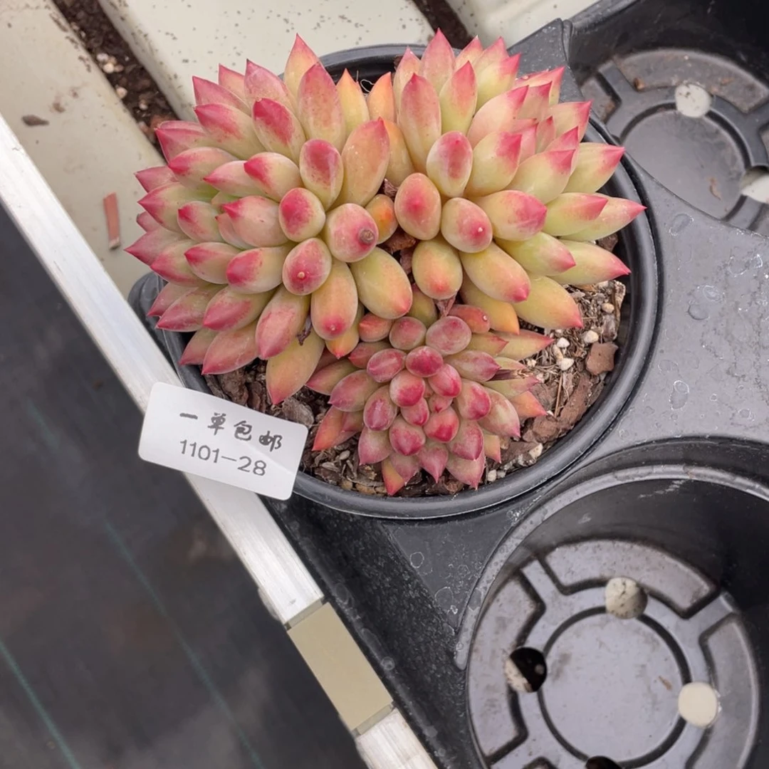 ?****钦1101-28-虞。。。。。。