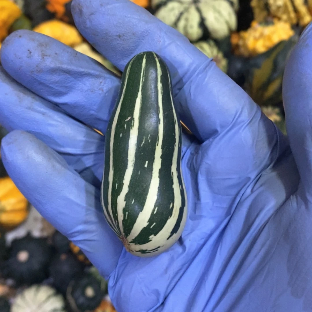 【闪购商品】A*o墨西哥七彩葫芦青皮葫芦