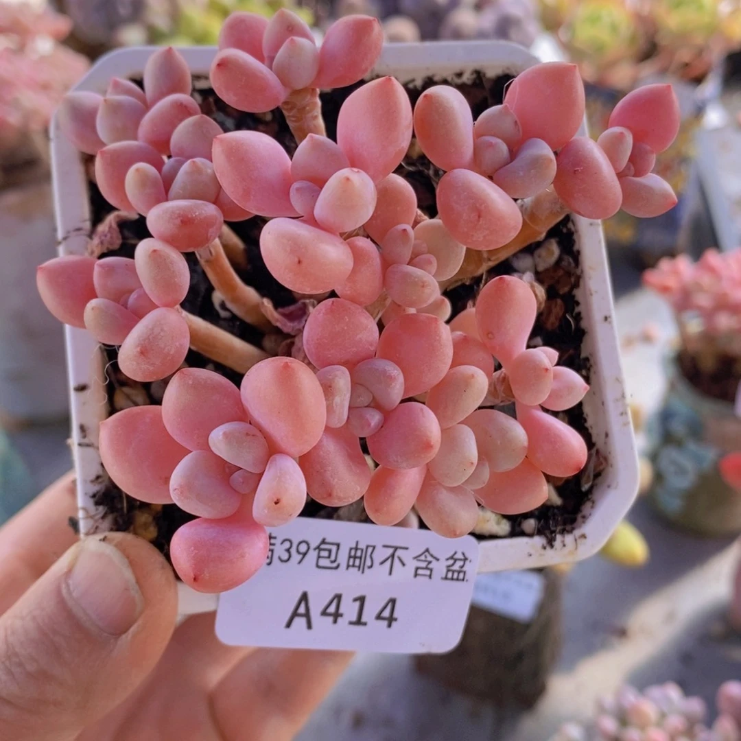 樱花洛神7cm414多肉植物