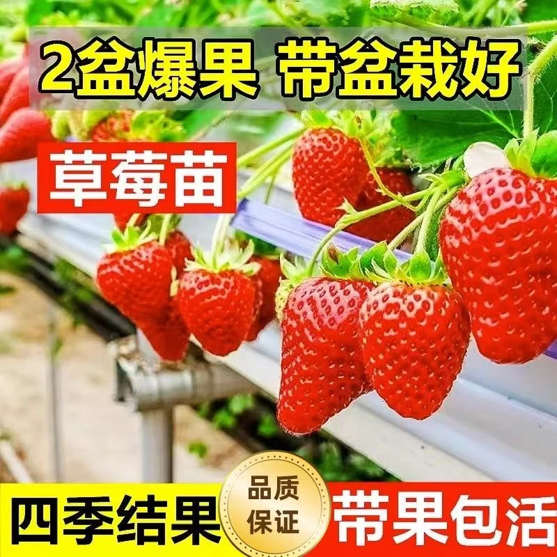 草莓苗红颜苗奶油苗带盆栽好发货带花带青果带红果