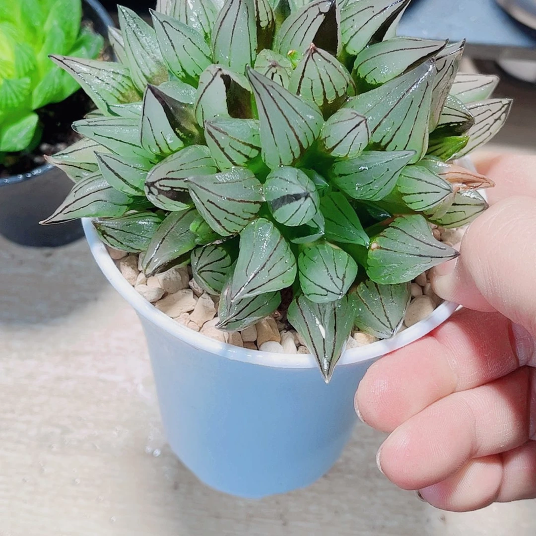 母本大西瓜寿精品十二卷