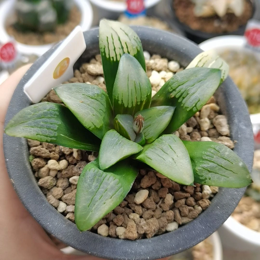 73号实生寿锦一物一拍带盆土发货