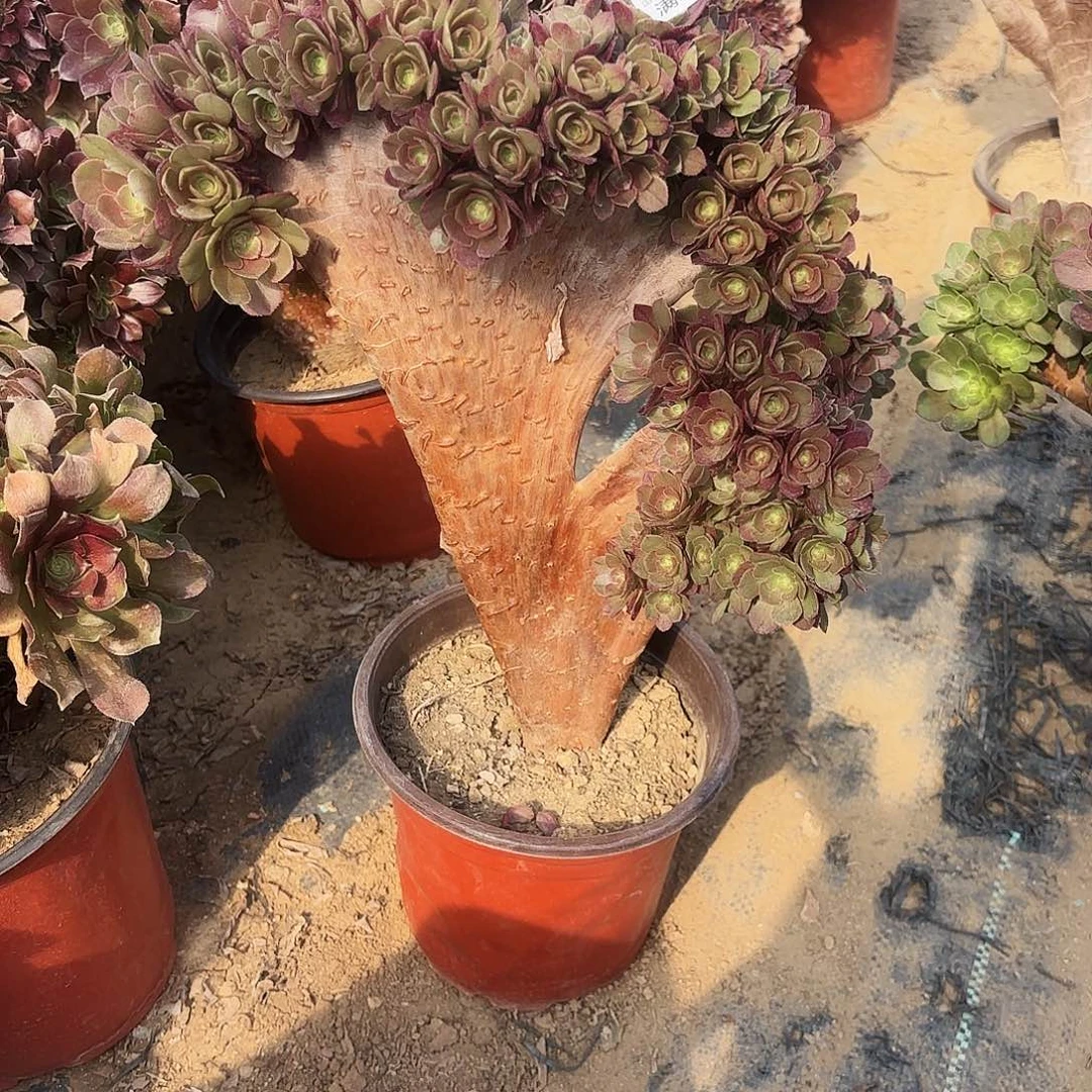 懵**酱037万朵朵多肉植物