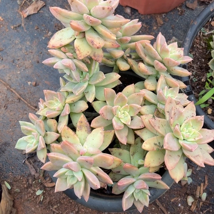 橙色恋人。。。。。，，，。。。，，，，，