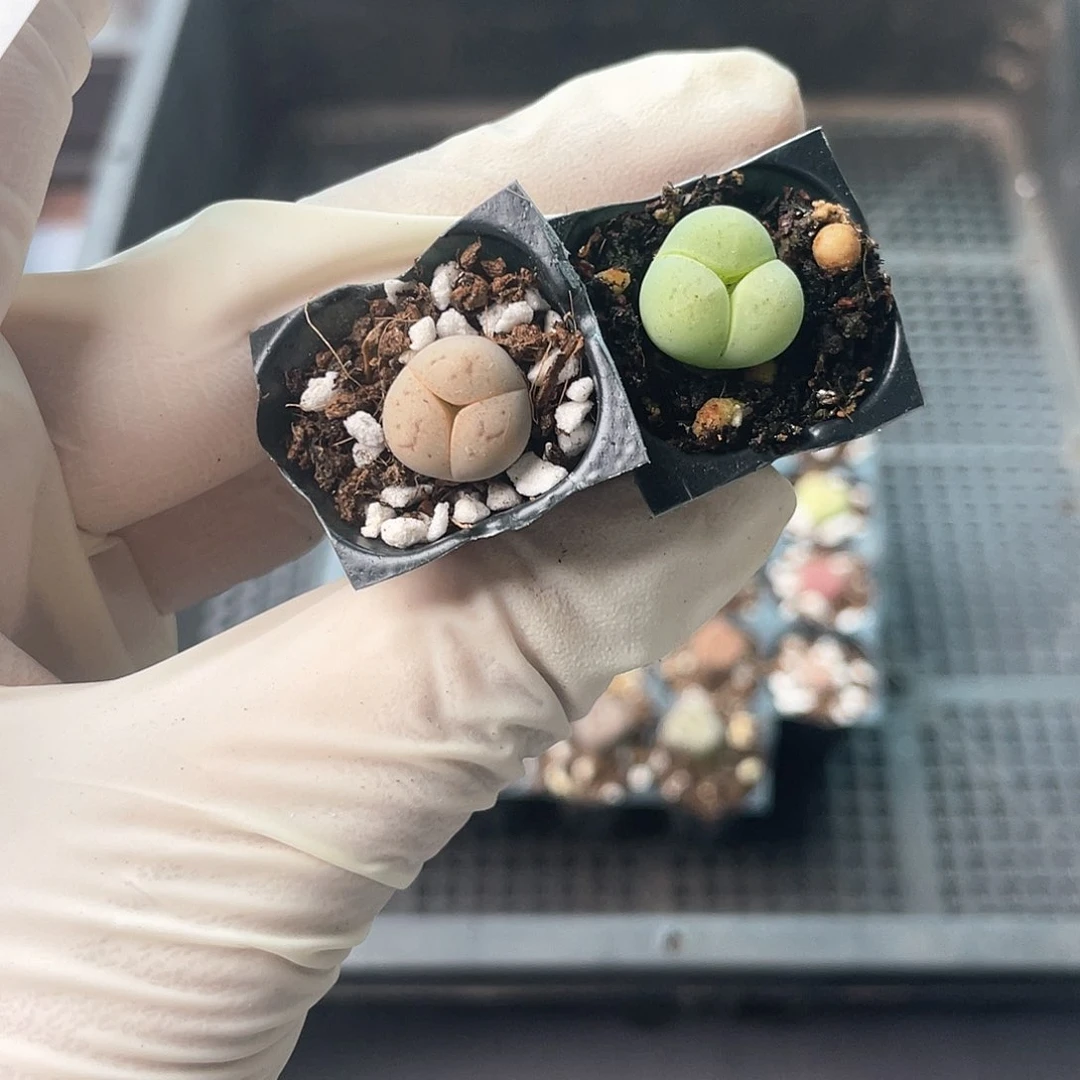 洁3609大棚清仓甩卖了