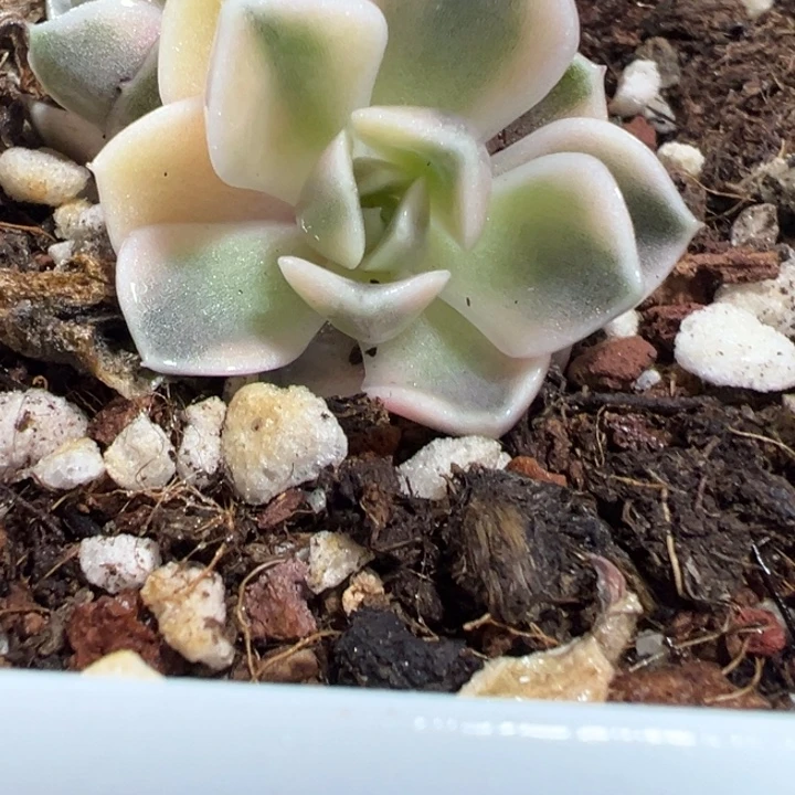 汉堡锦底座多肉植物