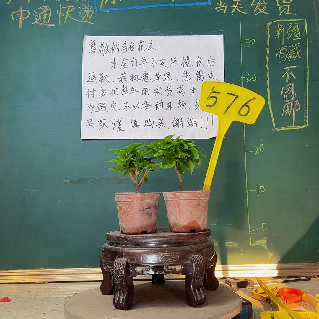 当前无花栽培后可以开花塔黄掌中宝 塔橙掌中宝576