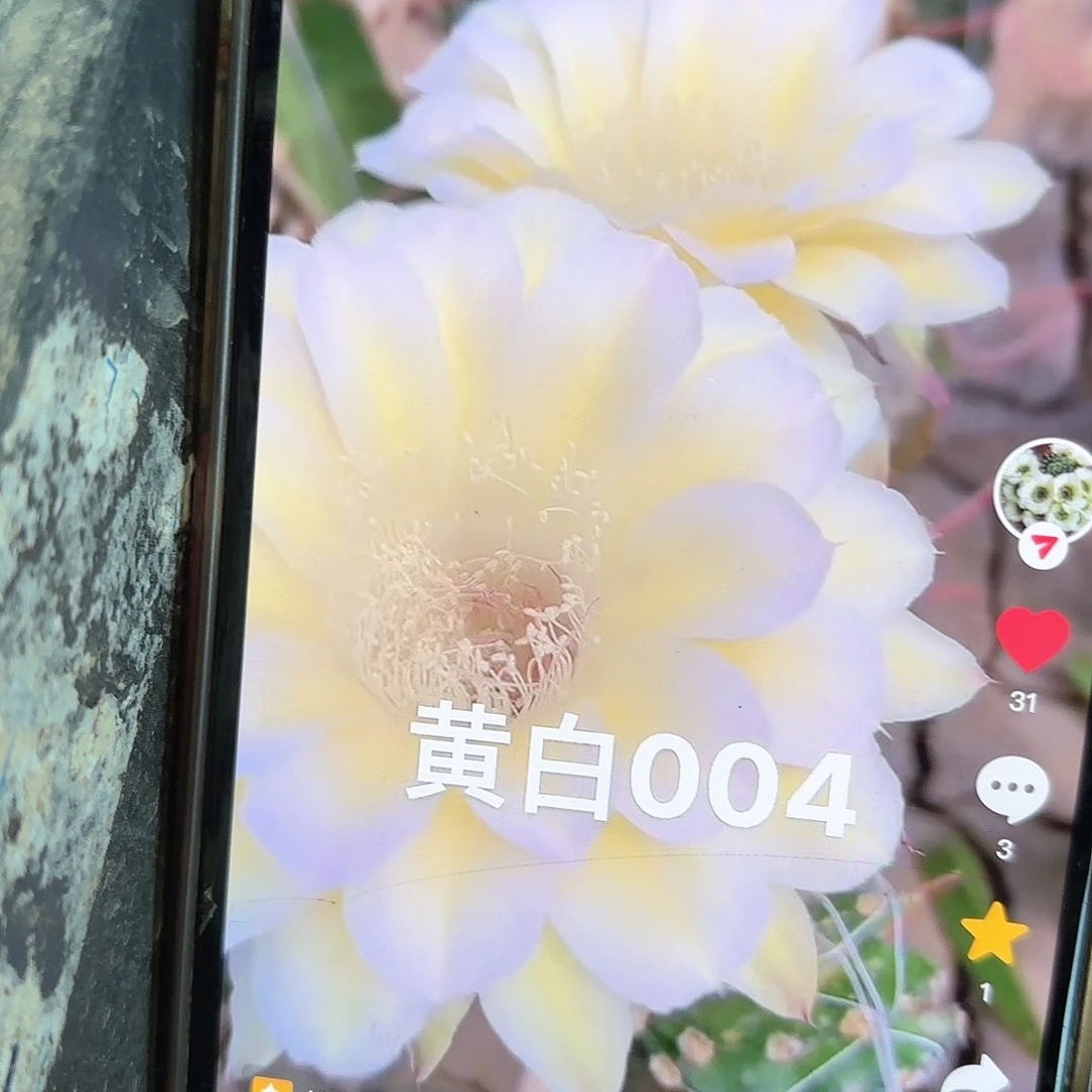 黄白004彩4-5公分侧牙20包邮仙人球10