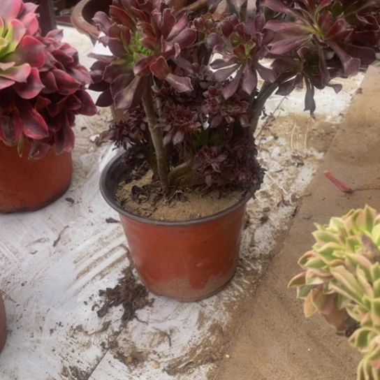 希***远7690，凑单不包邮黑法师缀朵朵