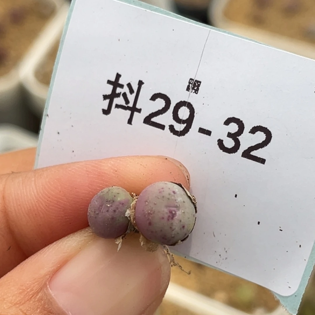 29-32鸭嘴兽苗多肉植物