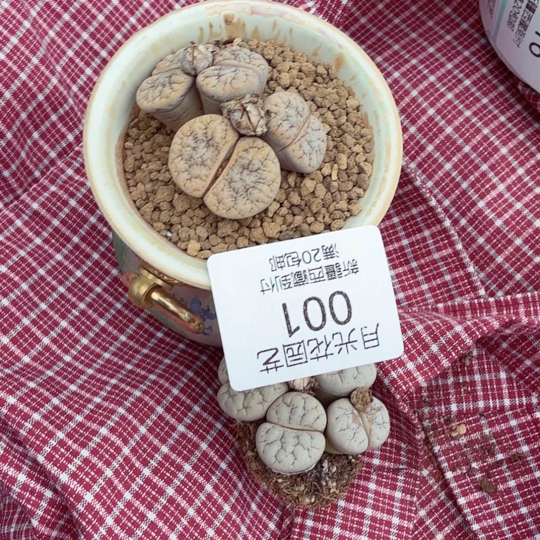 女***烟哈哈笑不出话就笑道没001
