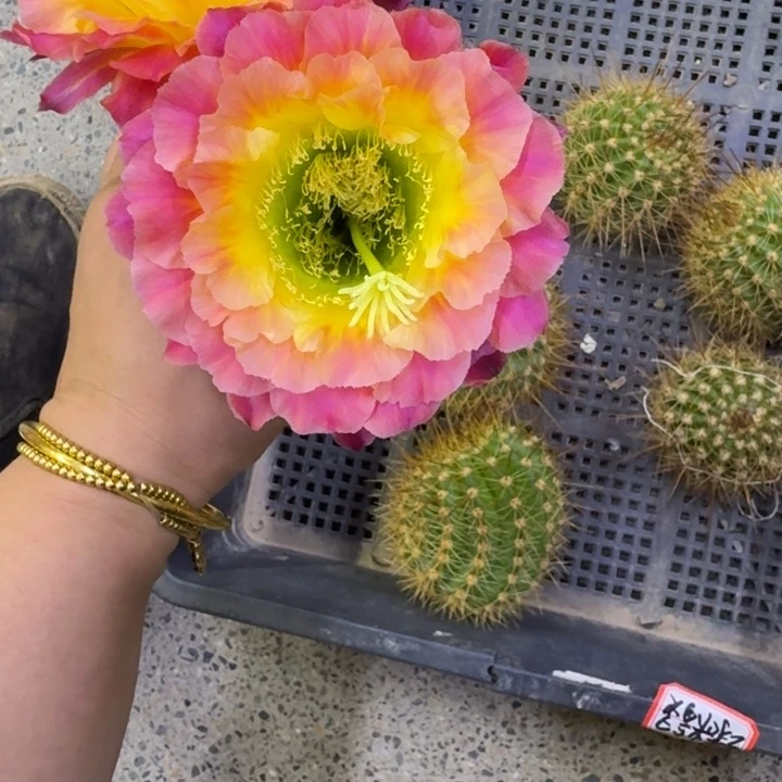 239毛大满贯歪无根侧牙4公分左右，20包邮