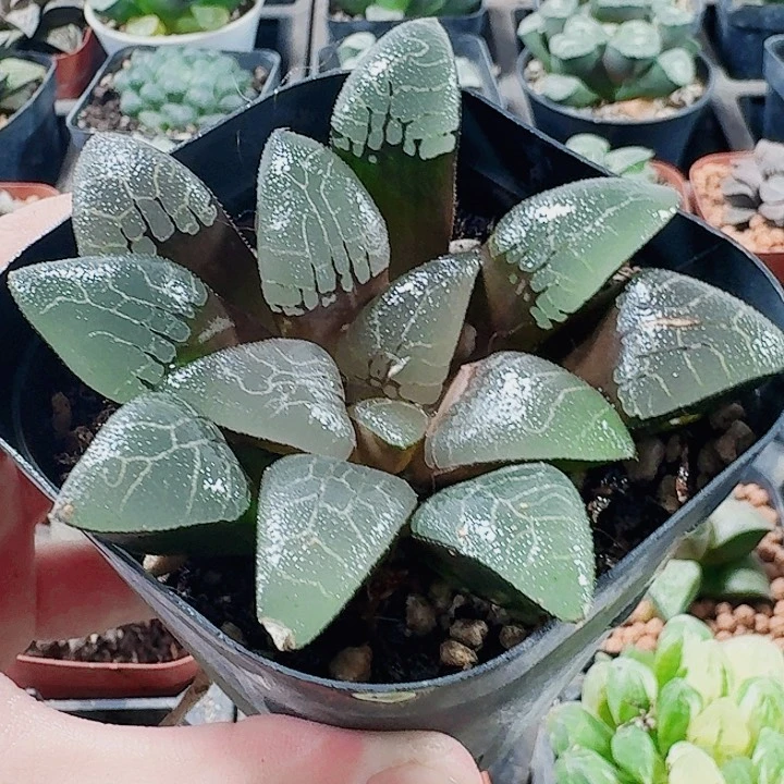 无花朵十二卷。 实生特选。 福利