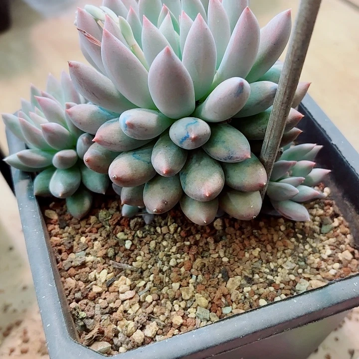 所罗门一物一拍89号