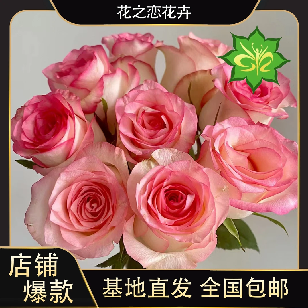爱莎玫瑰   居家办公优选《东北基地发货》