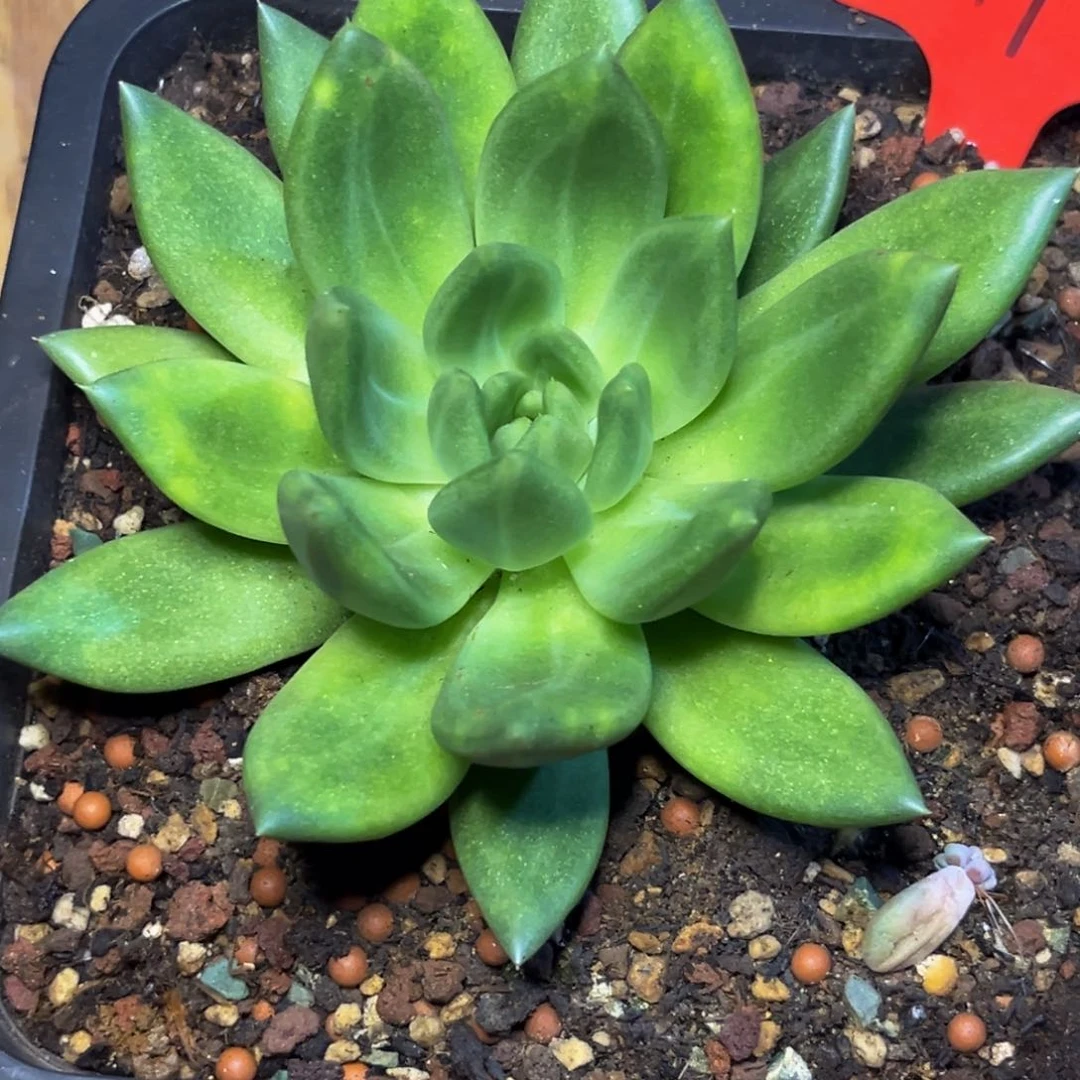 1519下午多肉植物群生