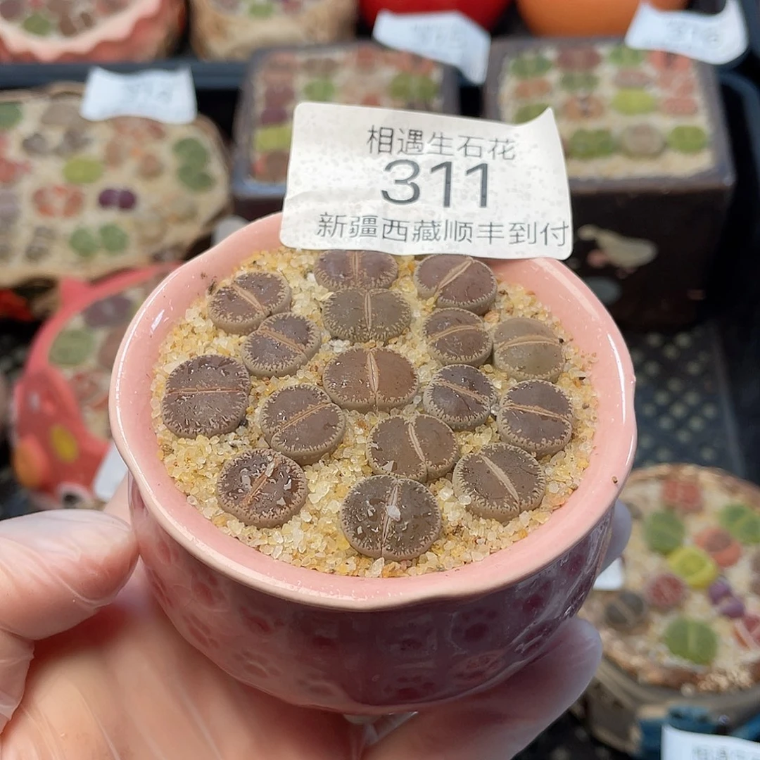 相遇生石花链接311